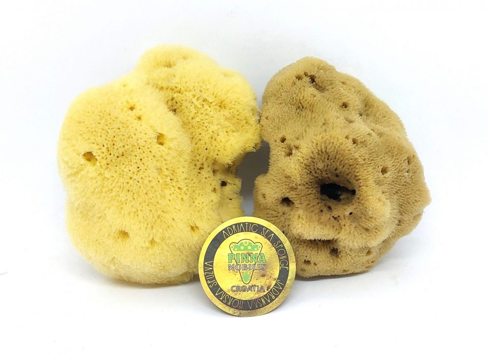 morska spužva sea sponge