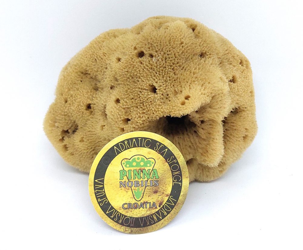 morska spužva sea sponge