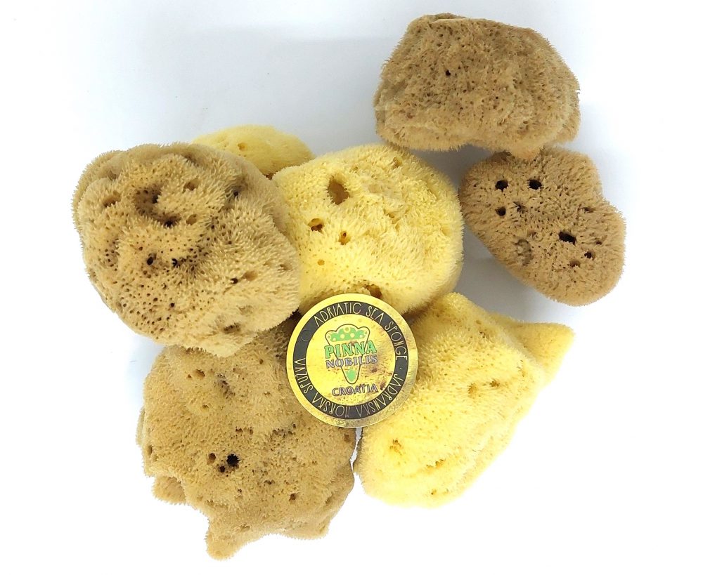 morska spužva sea sponge